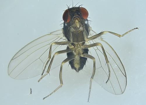 Réf. 353 559 : Drosophila sp.
